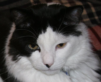 Patch